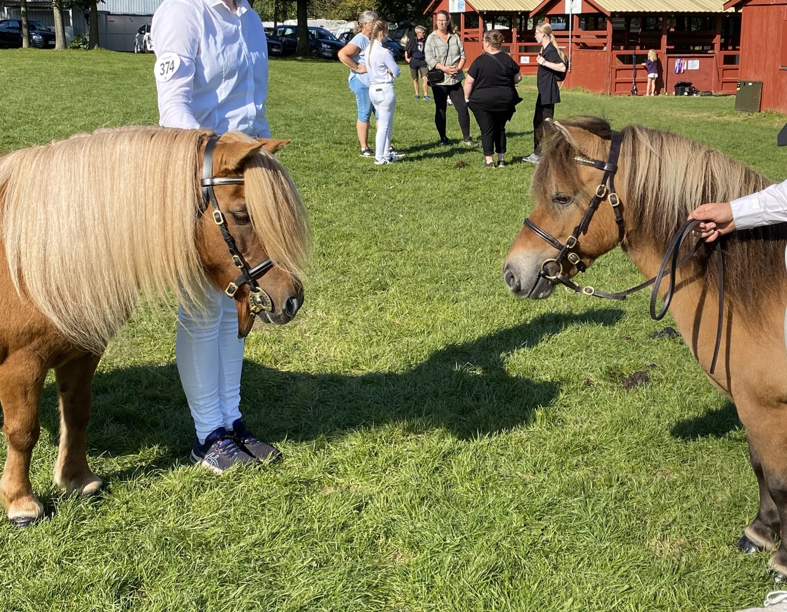 Gefion og hendes farmor Thorshøjs Menja - Store hestedag 2023